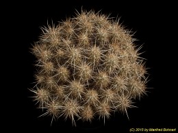 Echinocereus barthelowianus 743